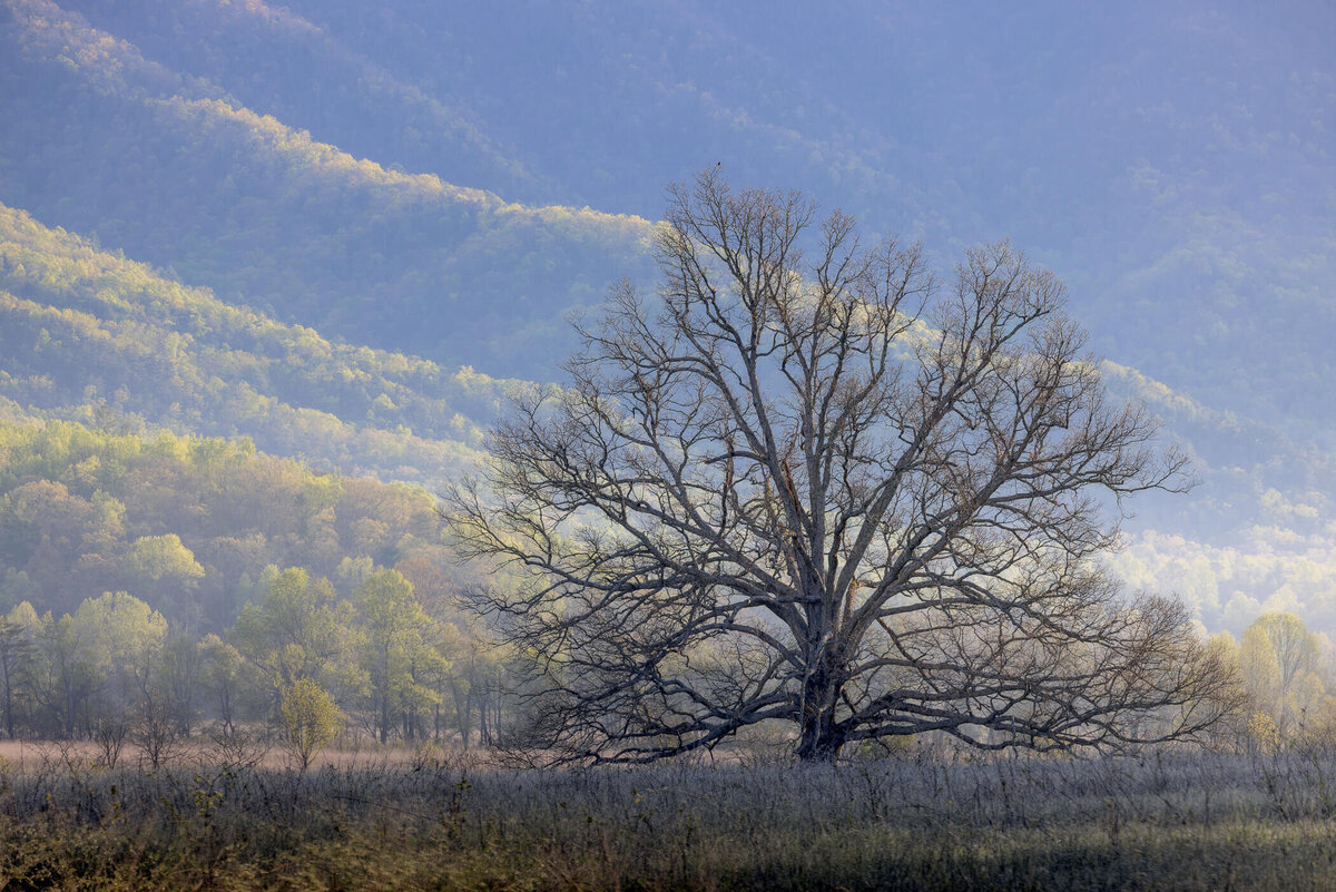 TN-Great-Smoky-Mountains-Nationla-Park-Landscape-Nature-Photography-Chrissy-Donadi-6