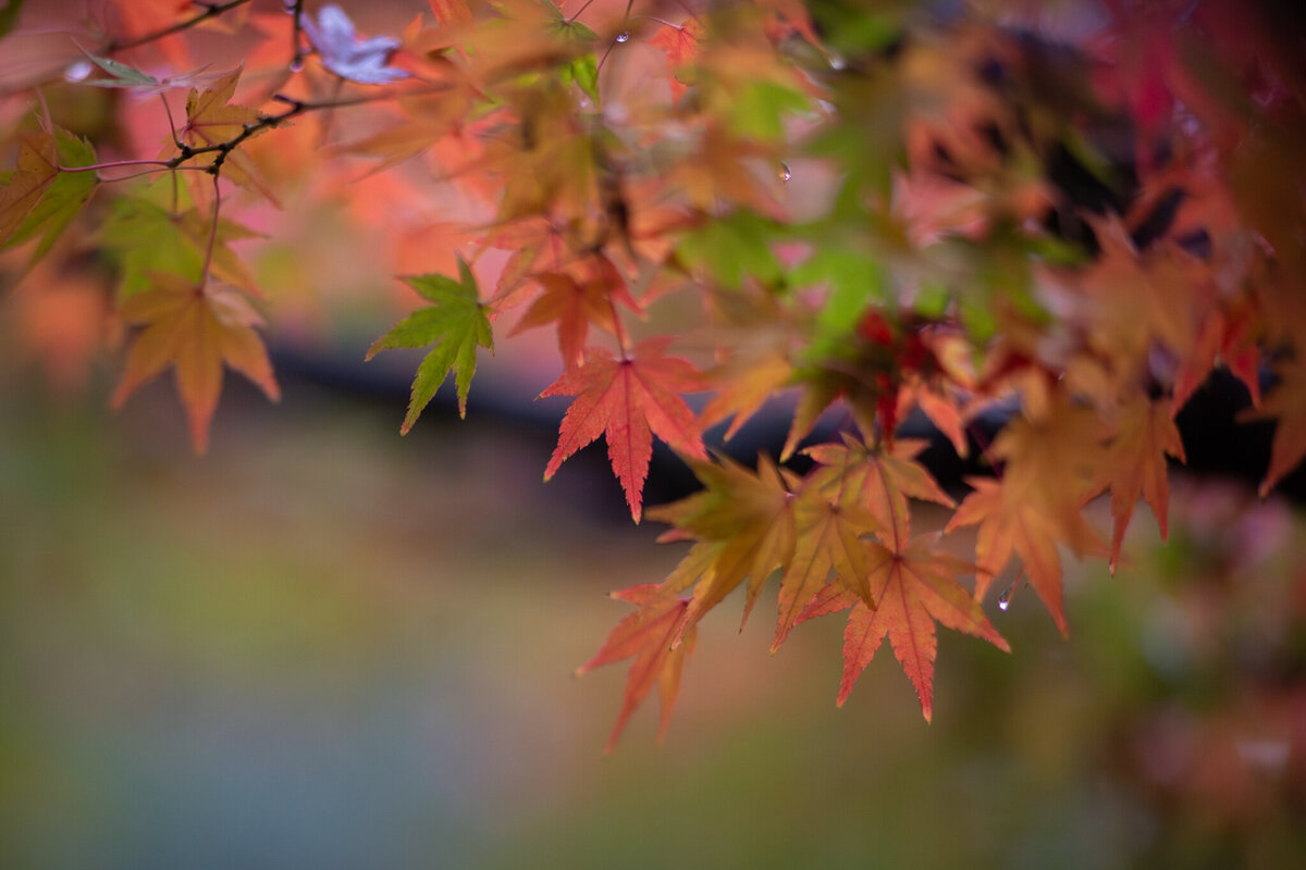 fine_art_photographer _105