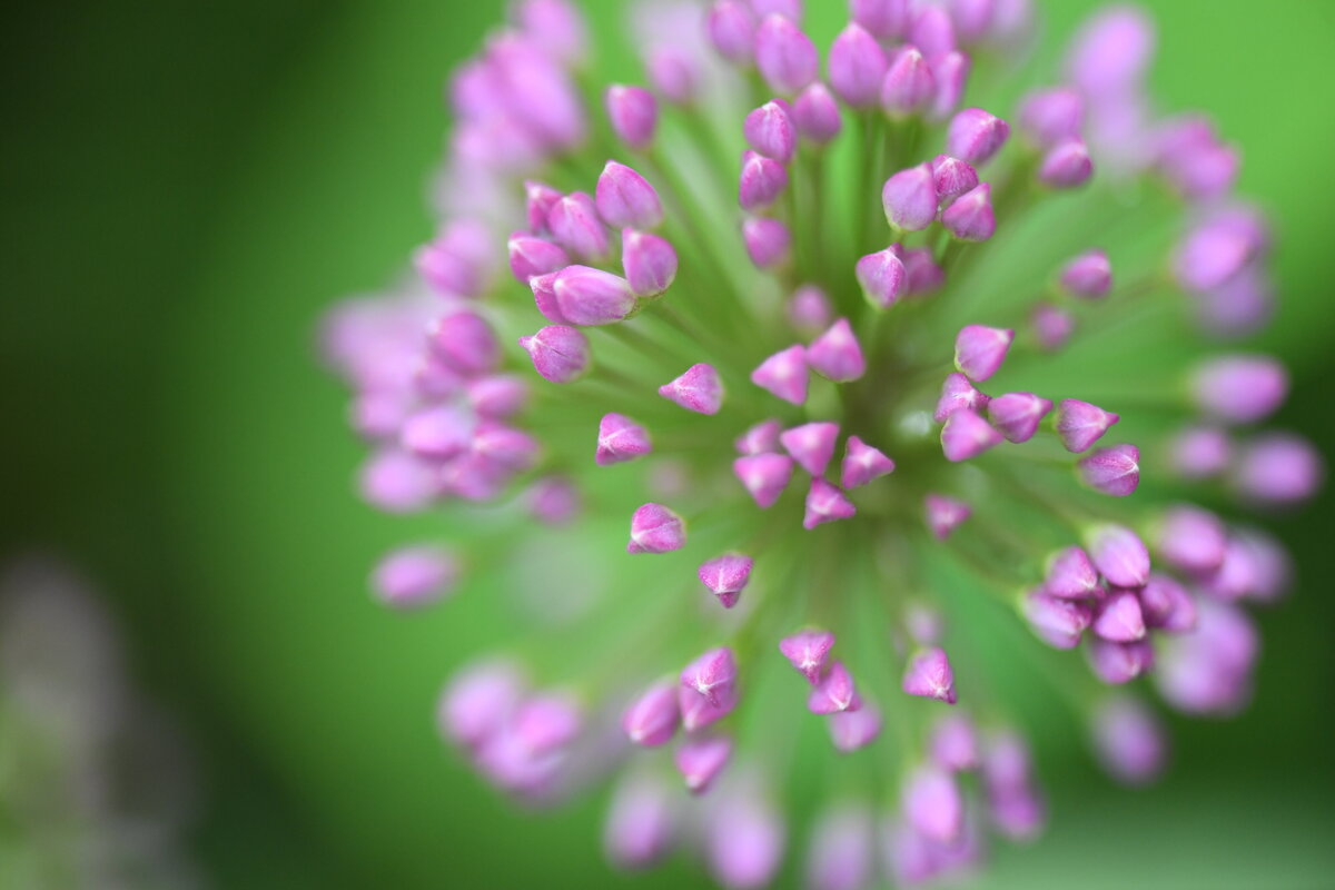 July garden - 427