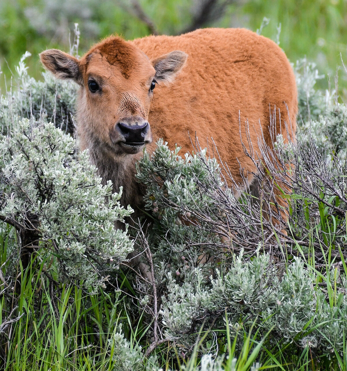 Bison calf
