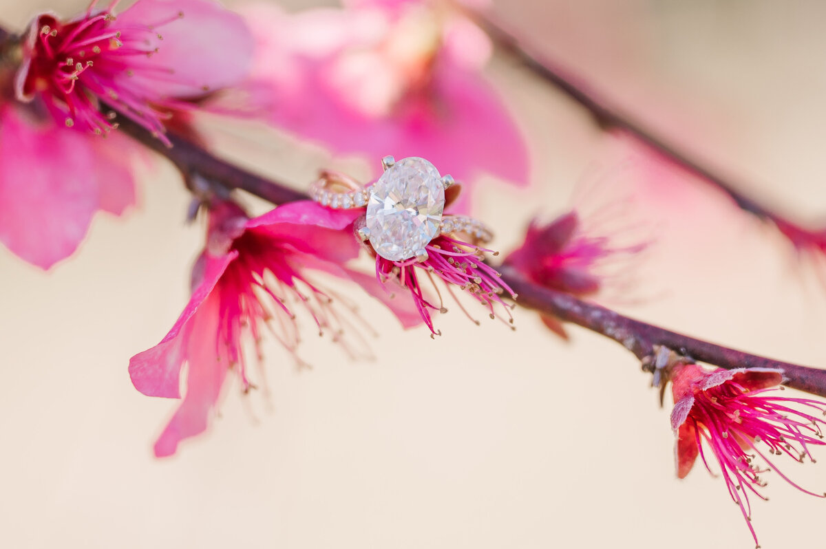 A glowing engagement ring hanging on a branch of bright pink cherry blossoms