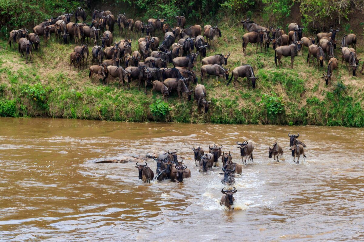 Serengeti Migration (4)