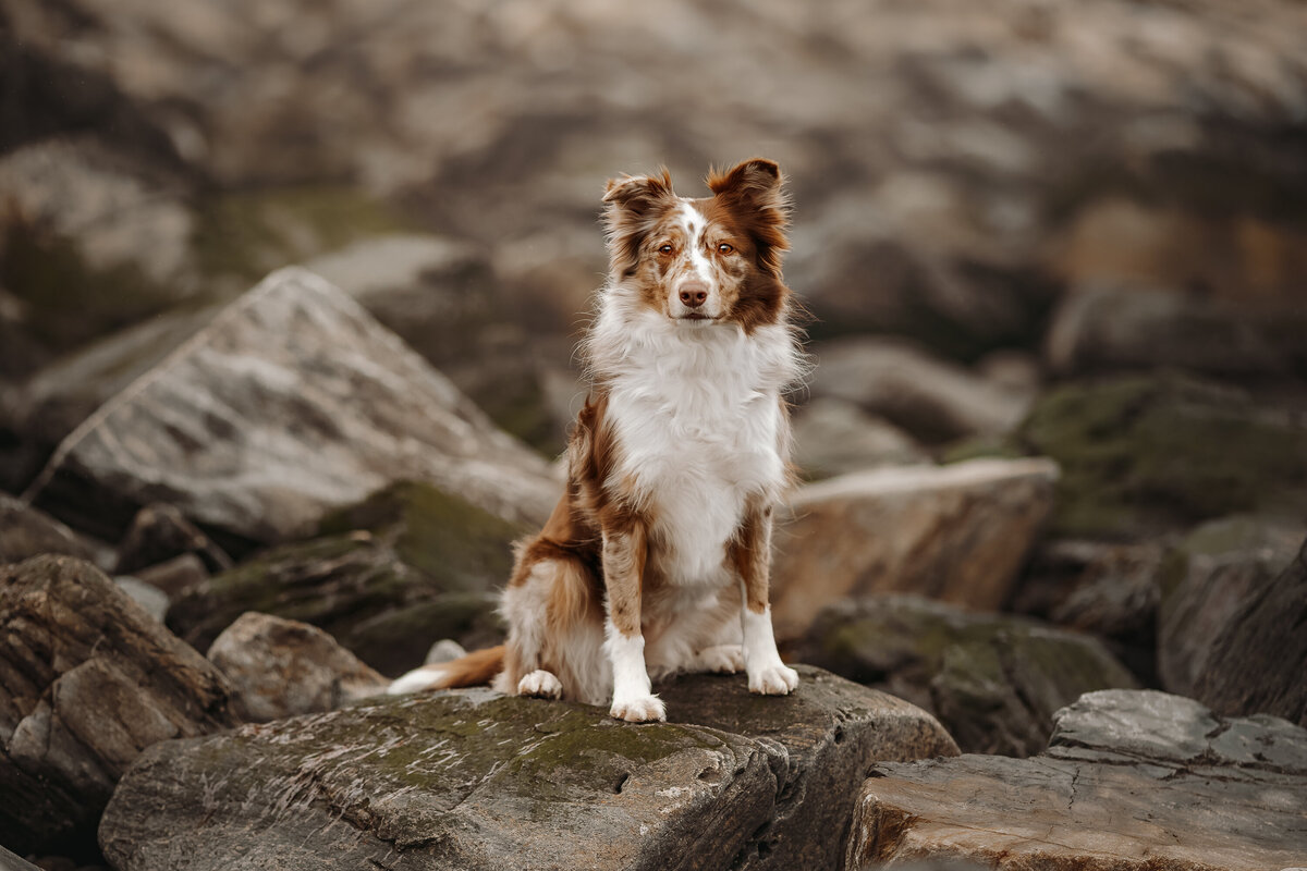 portland maine dog headlight