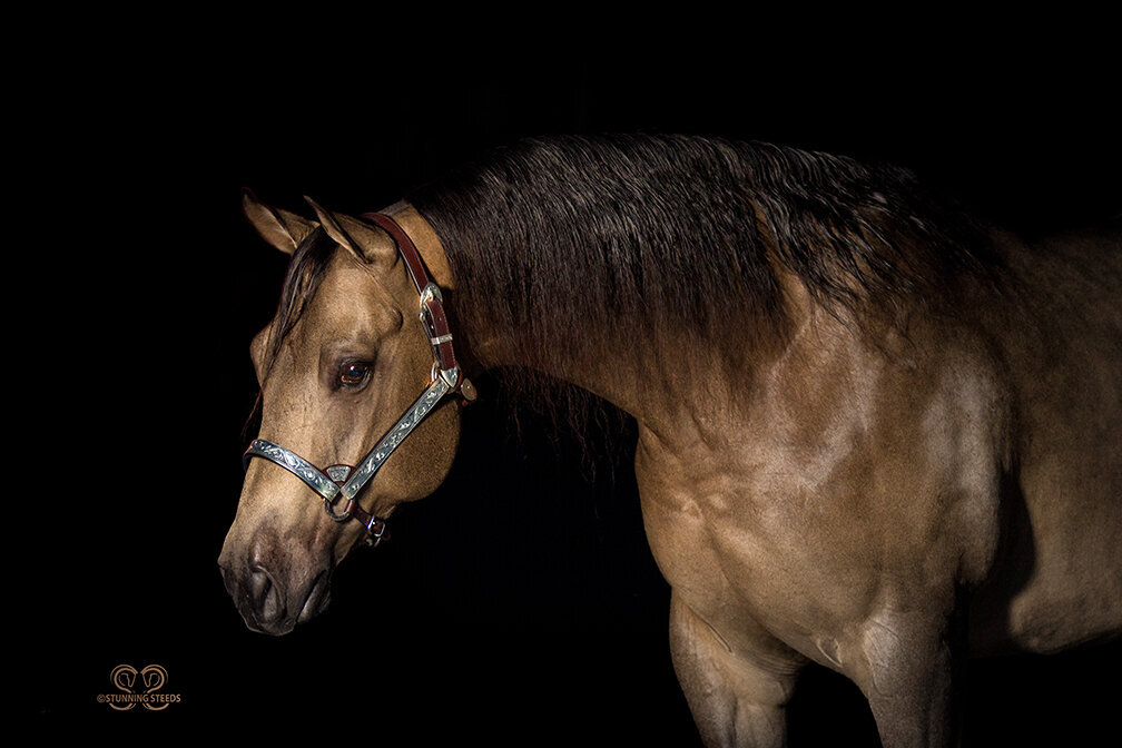 Buckskin Quarter Horse Mare Photography