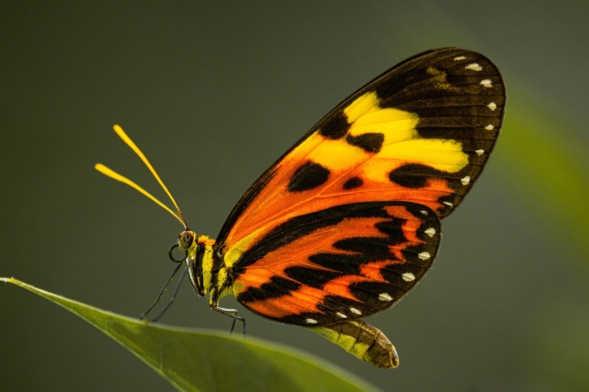 butterfly_untitled-364