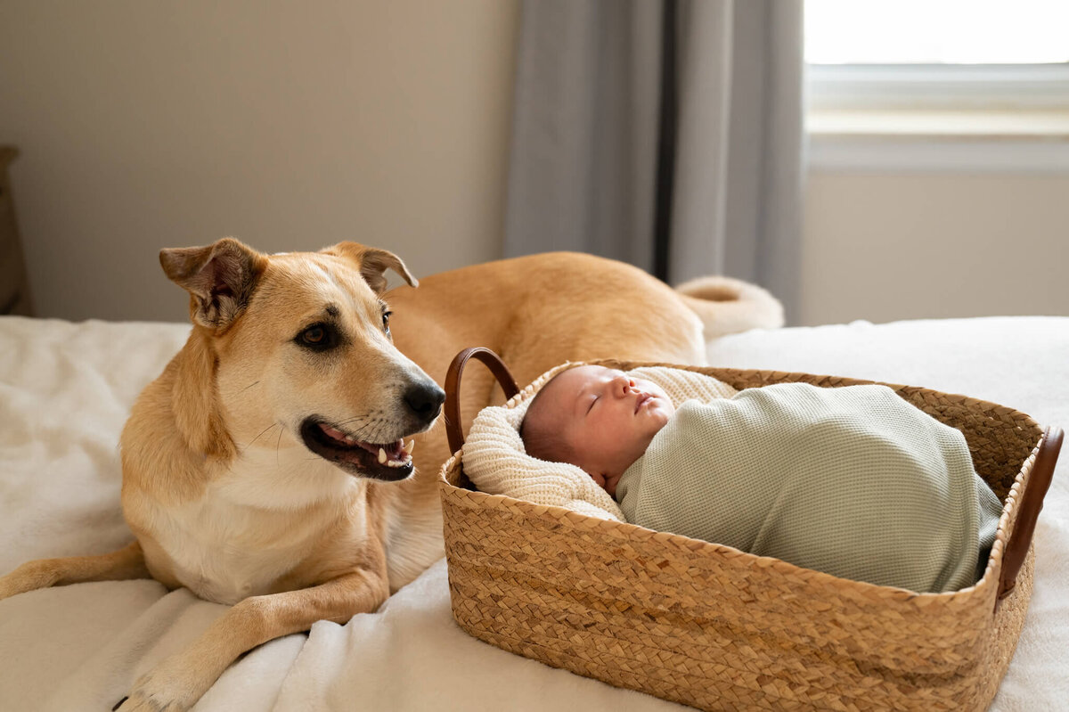 dog and newborn on a bed