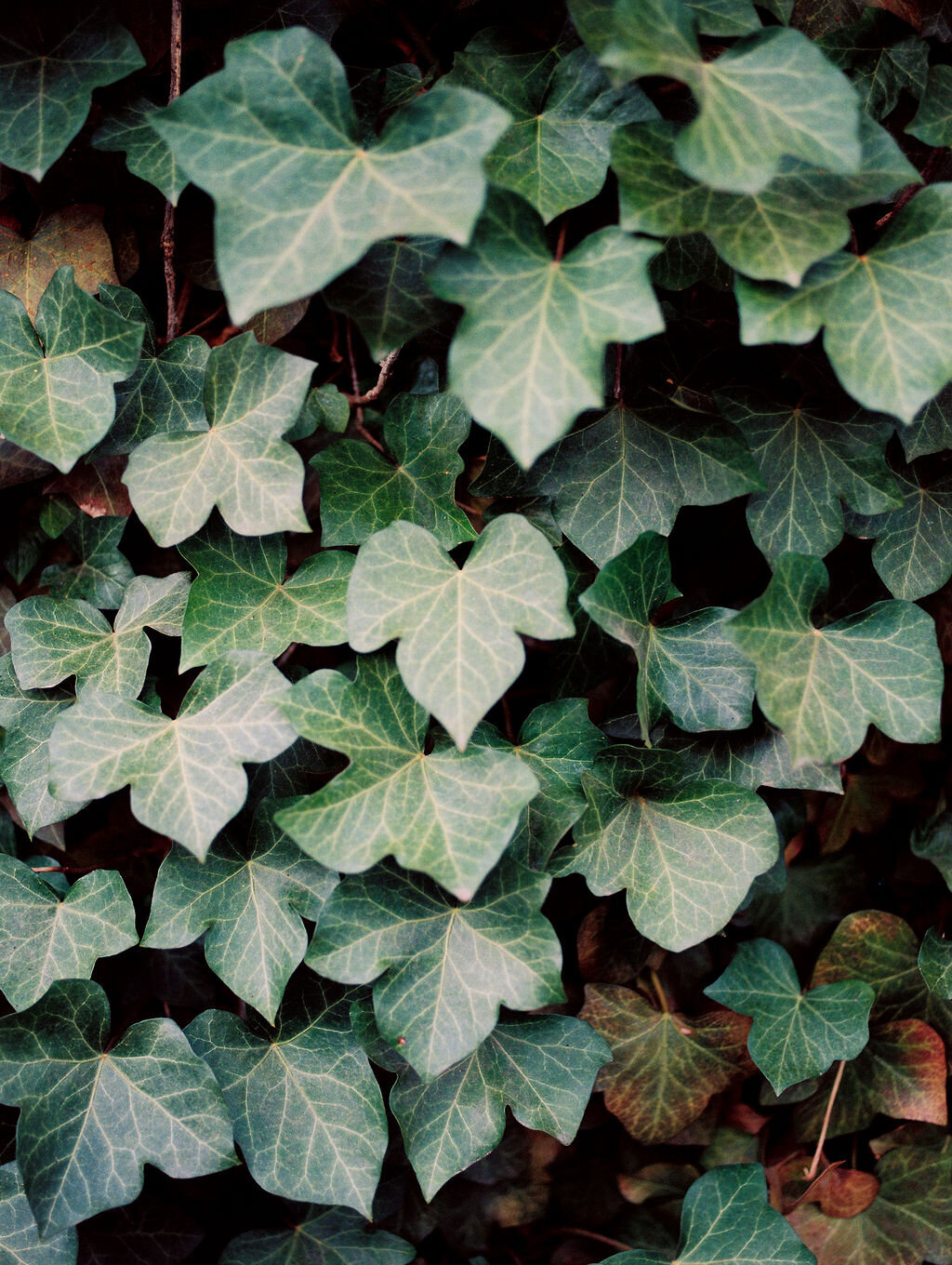 VintageInspired-DenverEngagementPhotos-AlisonBrookePhotography-78
