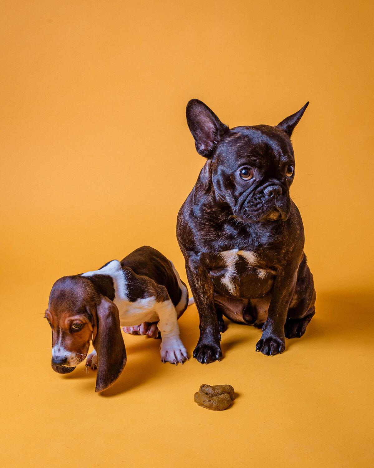 Bad Dog Studio Portraits  | Corey Kennedy Photography
