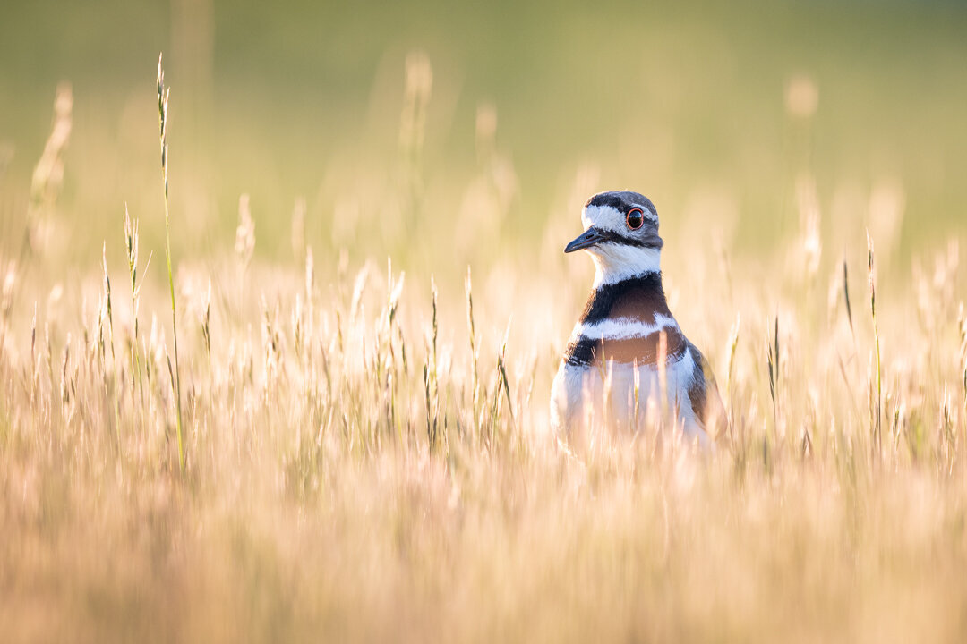 Killdeer-1