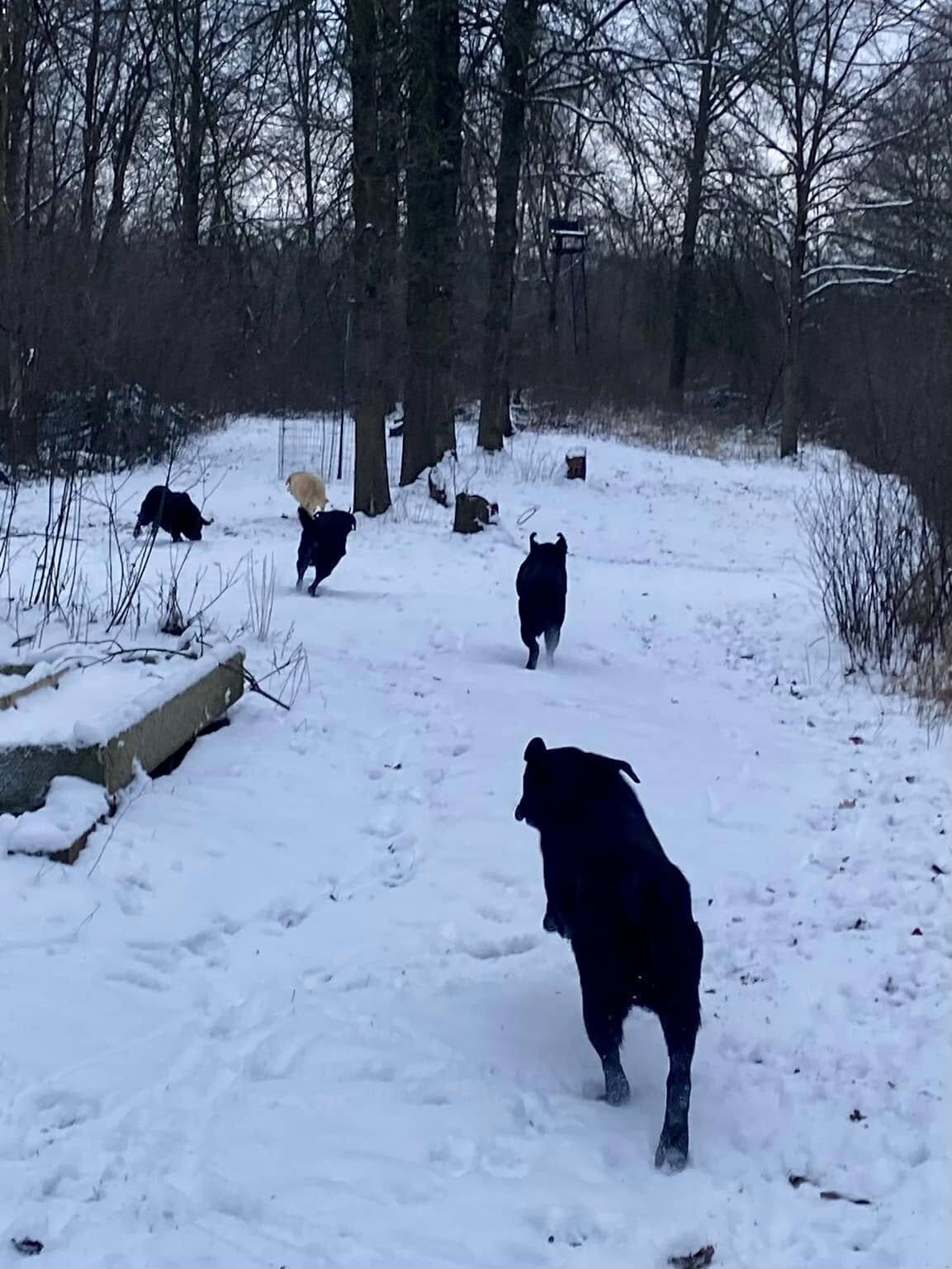 badriverlabradors_image-dogsrunning