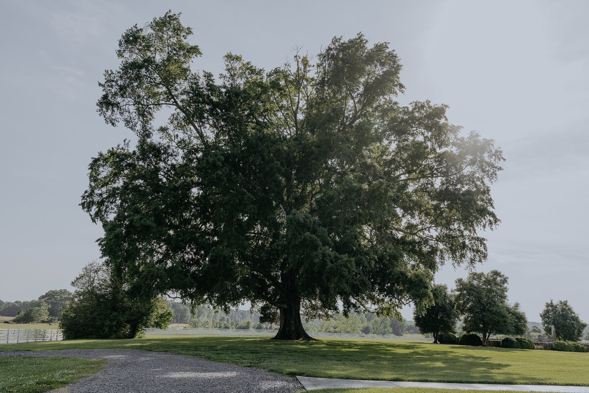 ceremonytree1_wildandroam