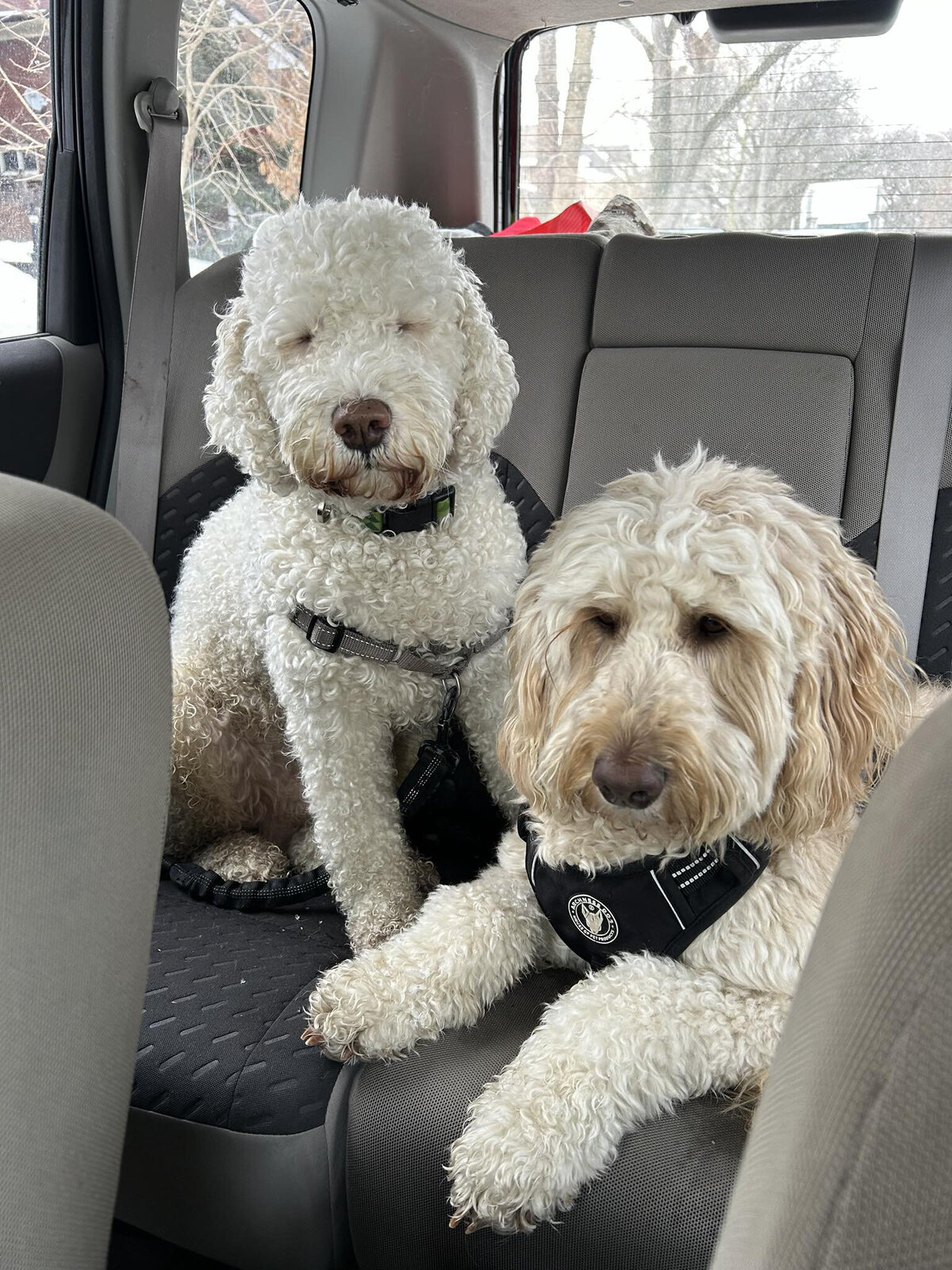HamiltonToronto-PetSitting-012