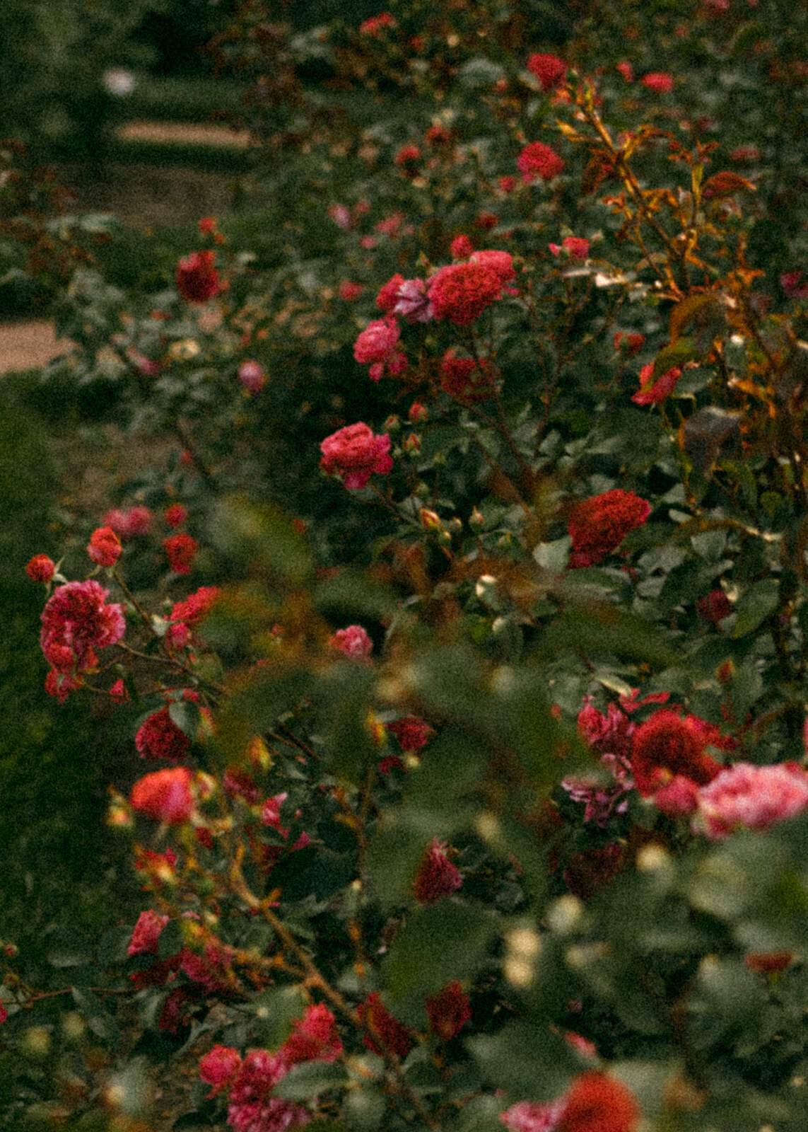 asheville_engagement_photographer_21