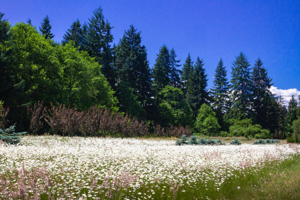 flower_field_8333