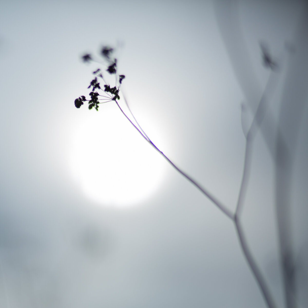 fine_art_photographer _013