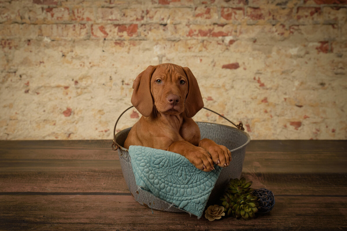 Adorable red male Vizsla puppy laying in bowl in front of a blue portrait background in my home studio near Green Bay, Wisconsin.