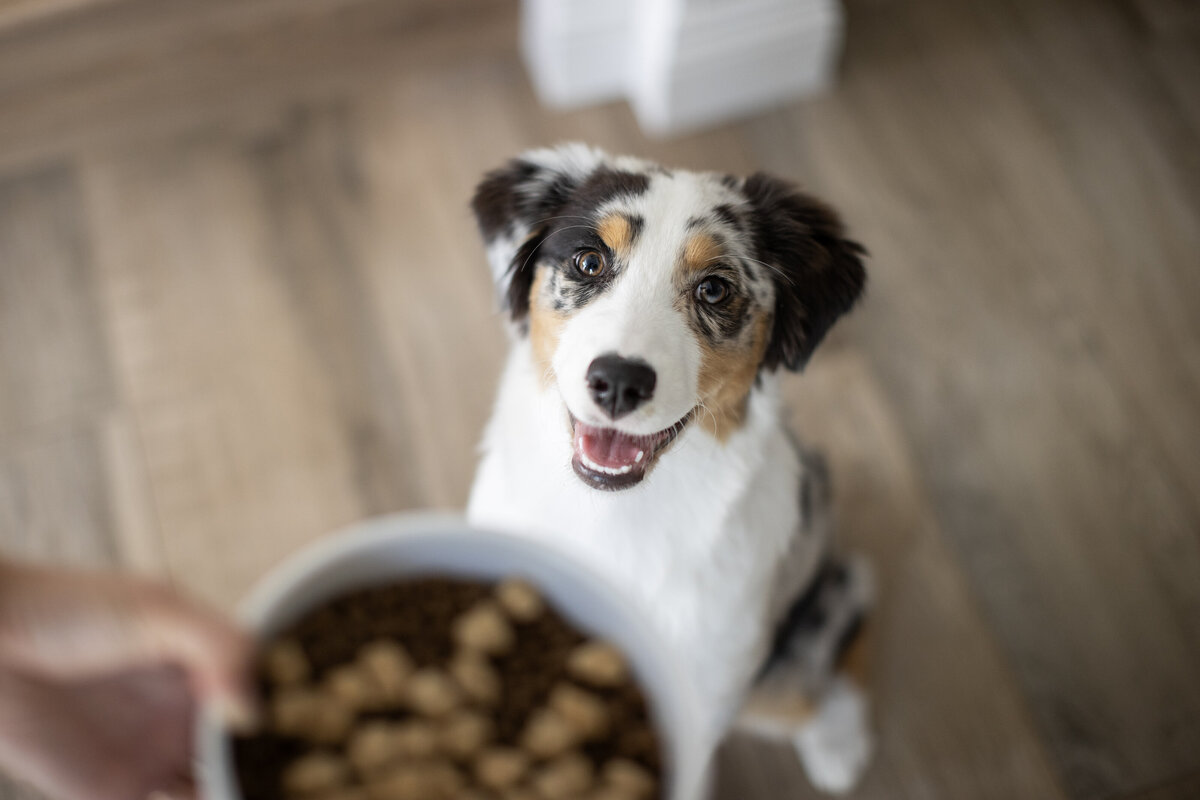 commercial pet food photo