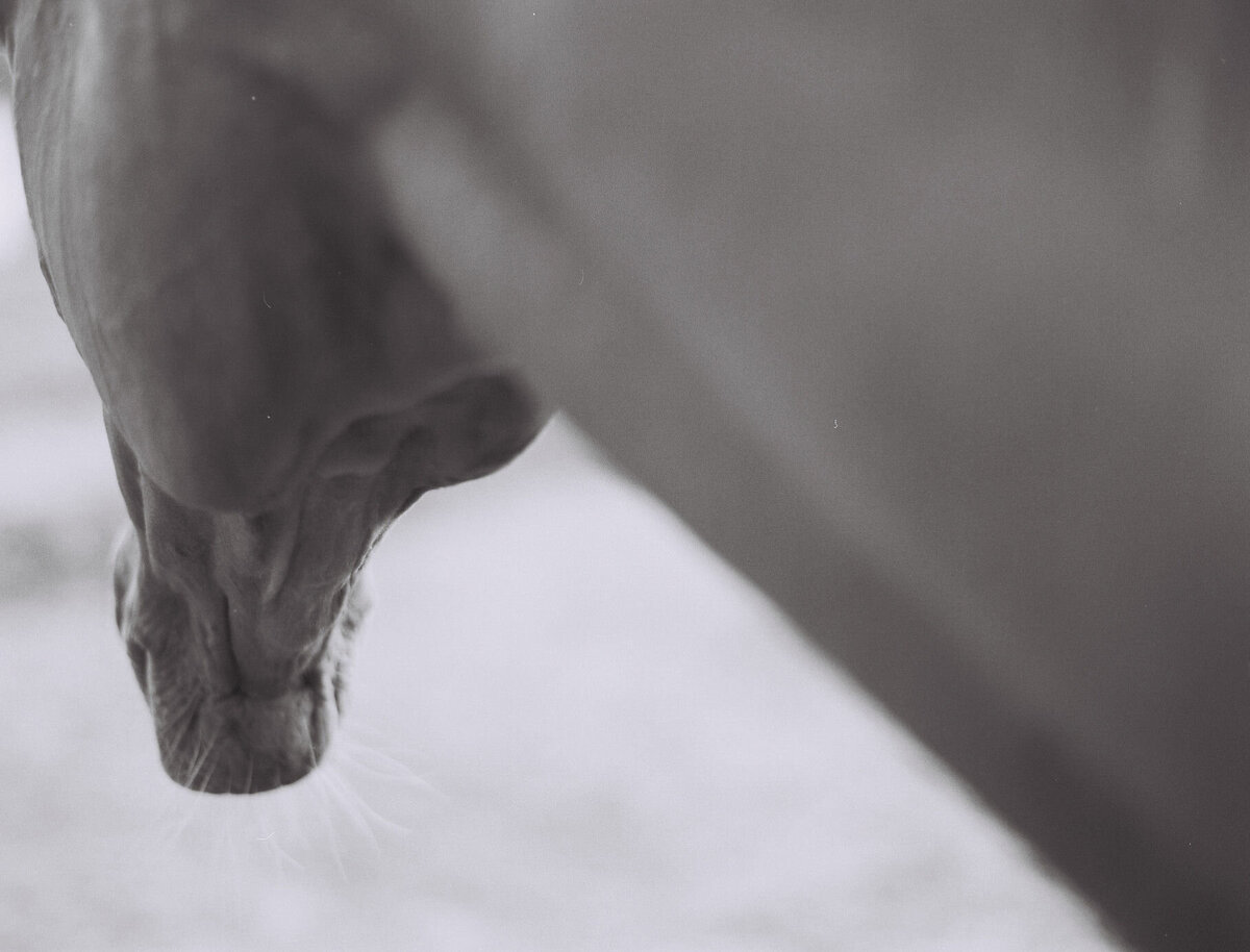 Saratoga-horse-photographer-354