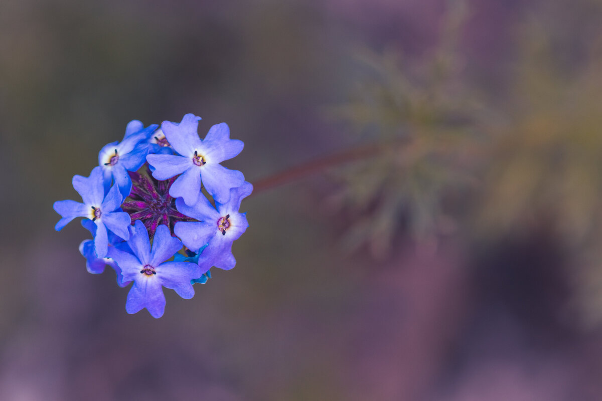 flowers_blue_1486