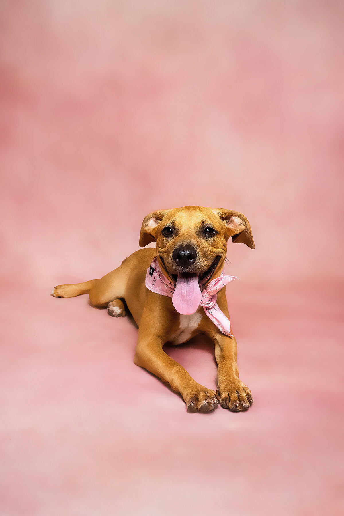 New Orleans Pet Photographer 81