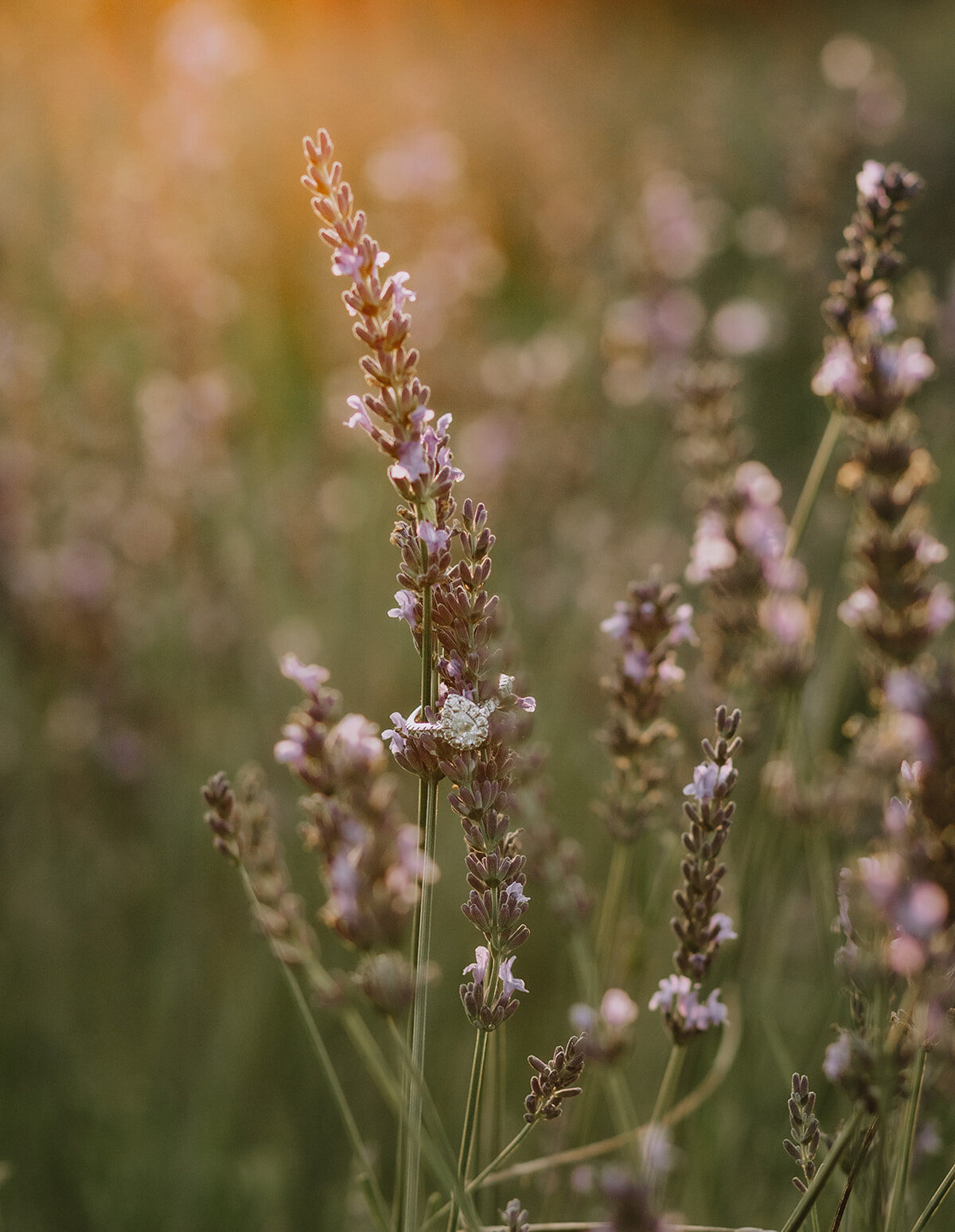 Flower Detail | Sadie Elizabeth