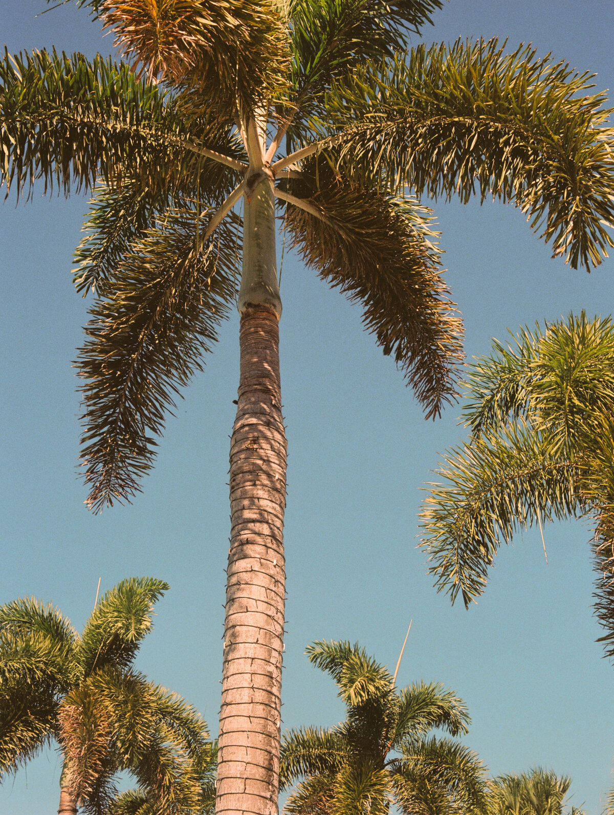 515-Four-Seasons-Resort-and-Residences-Anguilla-Nicole-Josh-Wedding-90