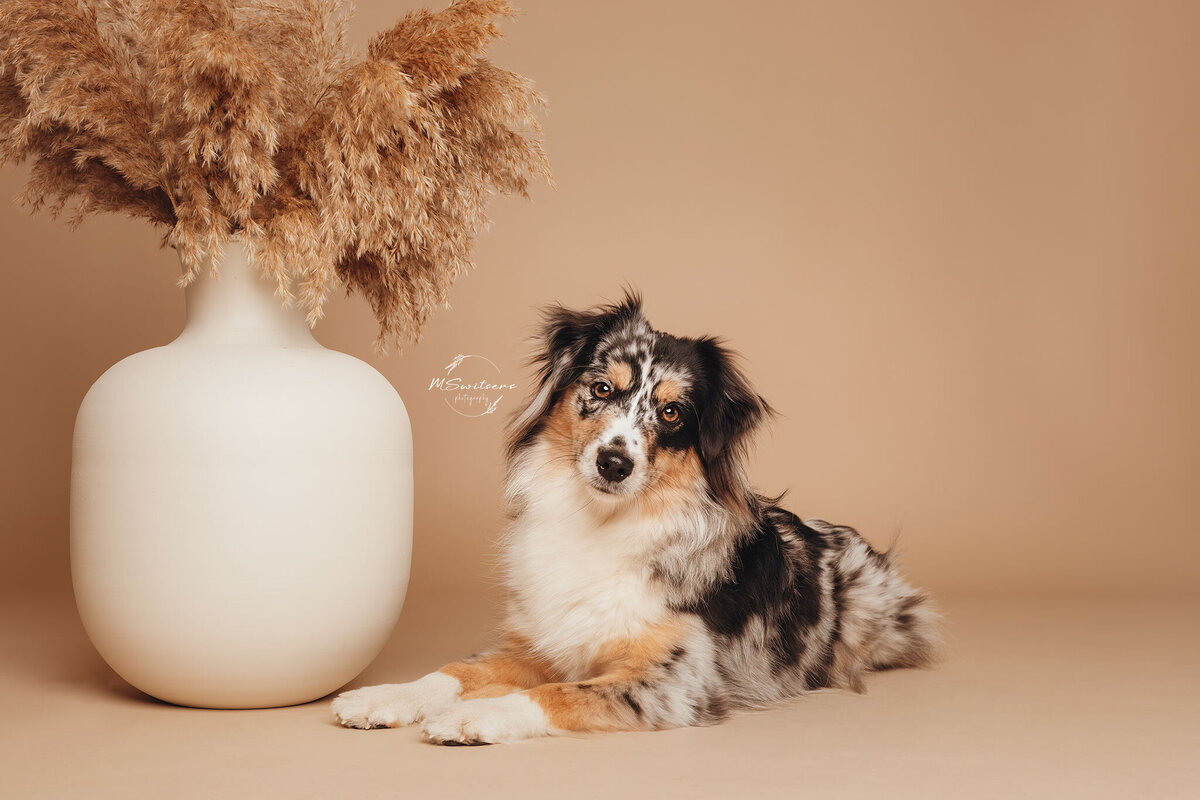 Mini aussie liggend naast een vaas met pampasgras op achtergrondpapier tijdens een hondenfotoshoot bij MSwitsersphotography in de studio te Geel in de Kempen. 