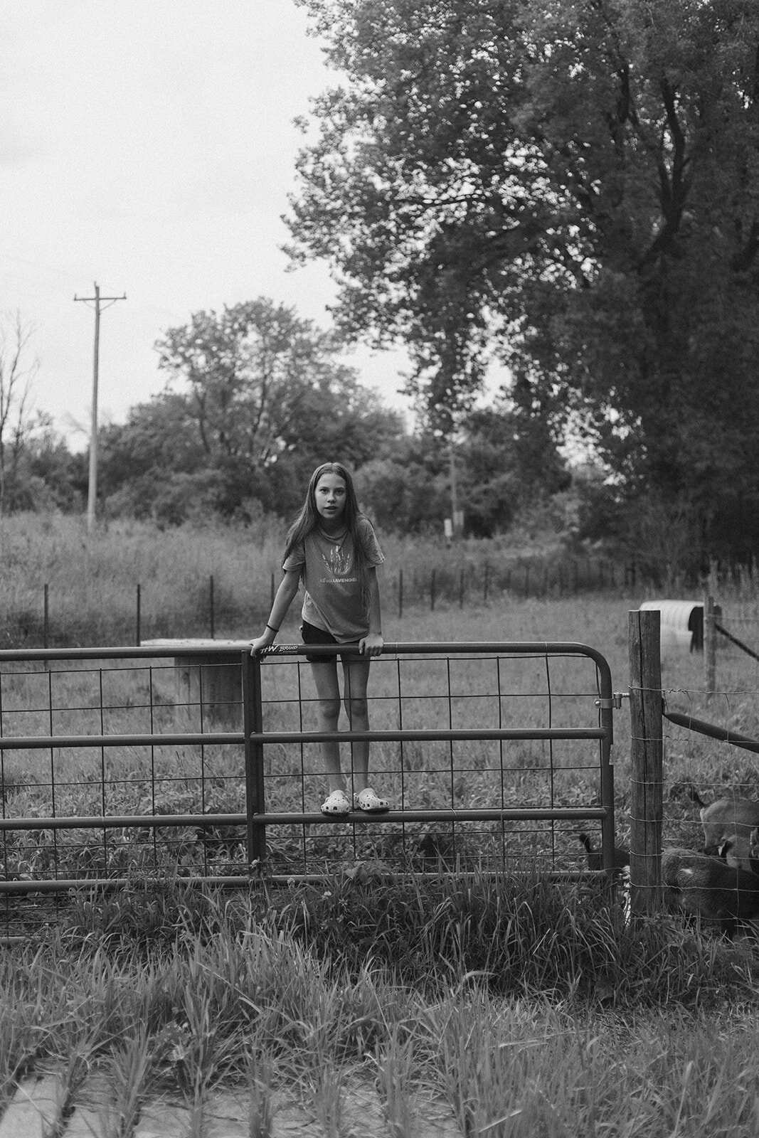 Iowa Lavender_F20A5074