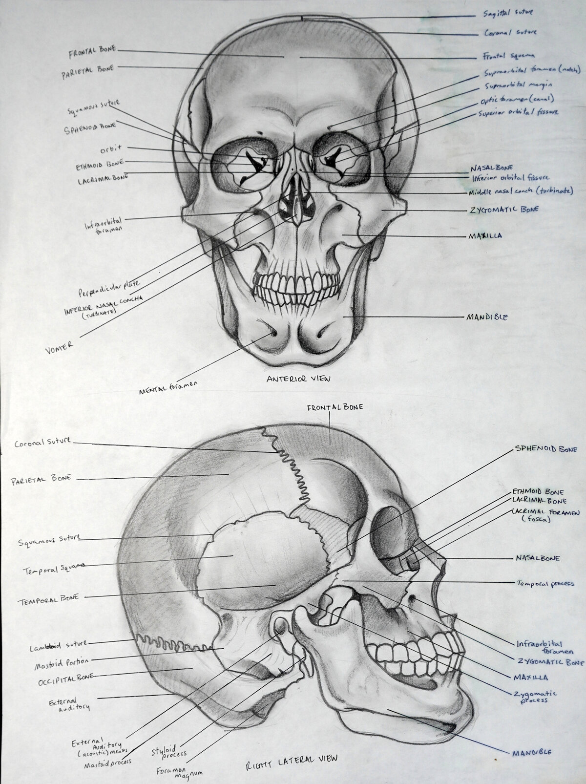 Brent Ray Fraser Anatomical Drawings 2001 - 10