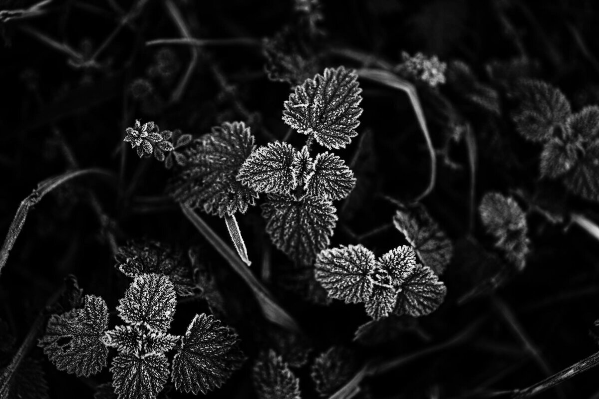 frost 032_websize