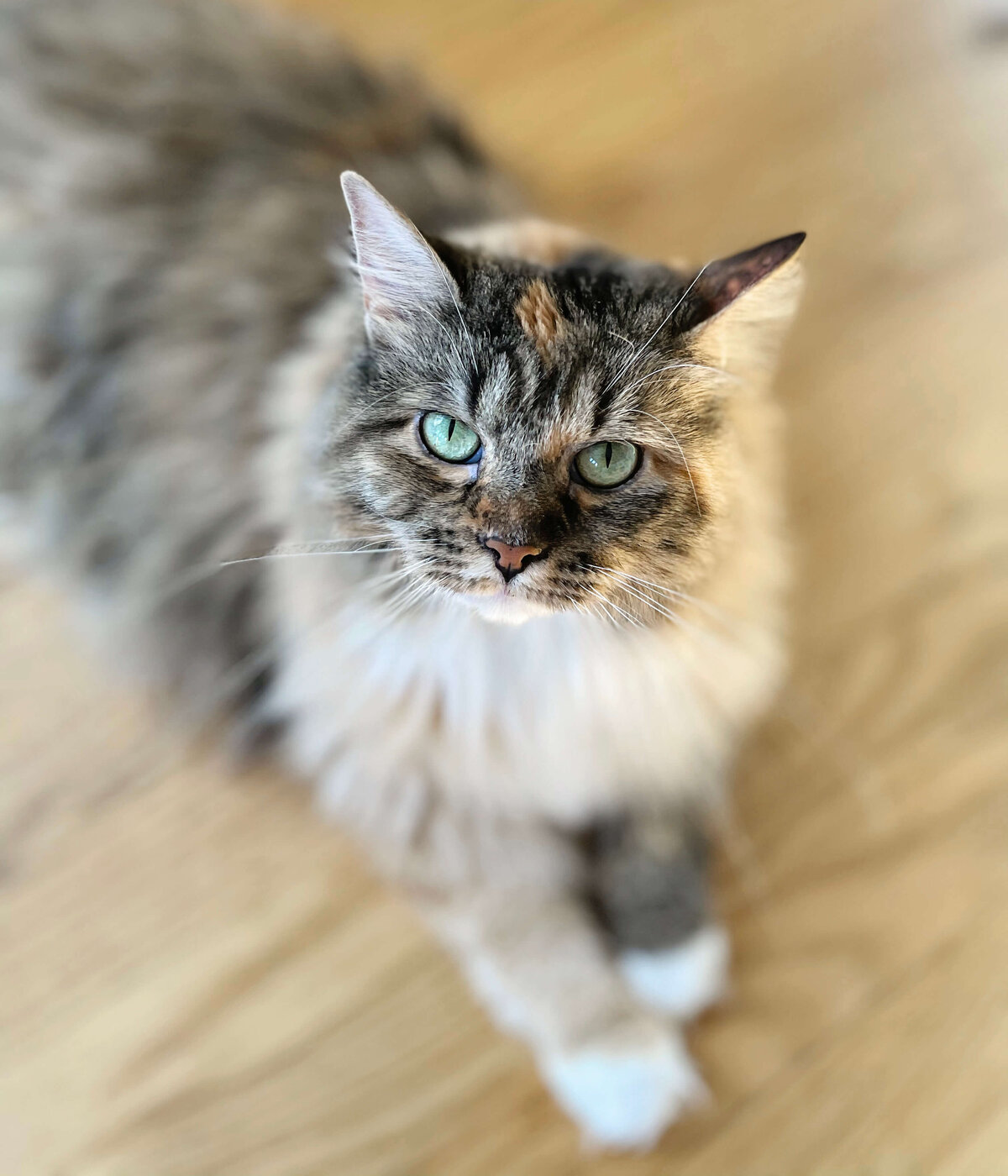 Photo of Sophia Amy Skarzenski's cat