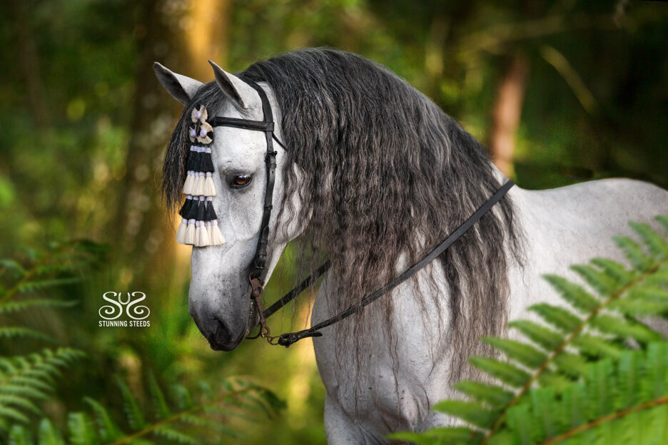 stunning-steeds-photo-lusitano-stallion