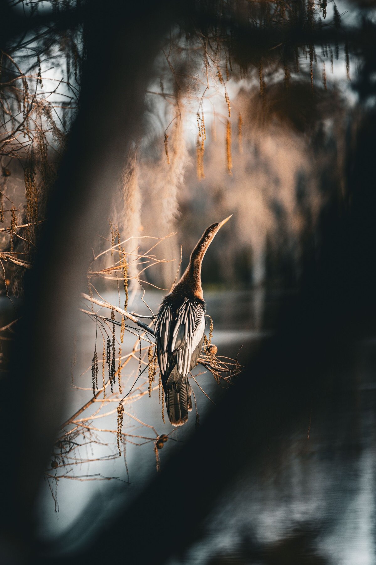 Bird-Through-Tree-Upright-ff41b31b-2500