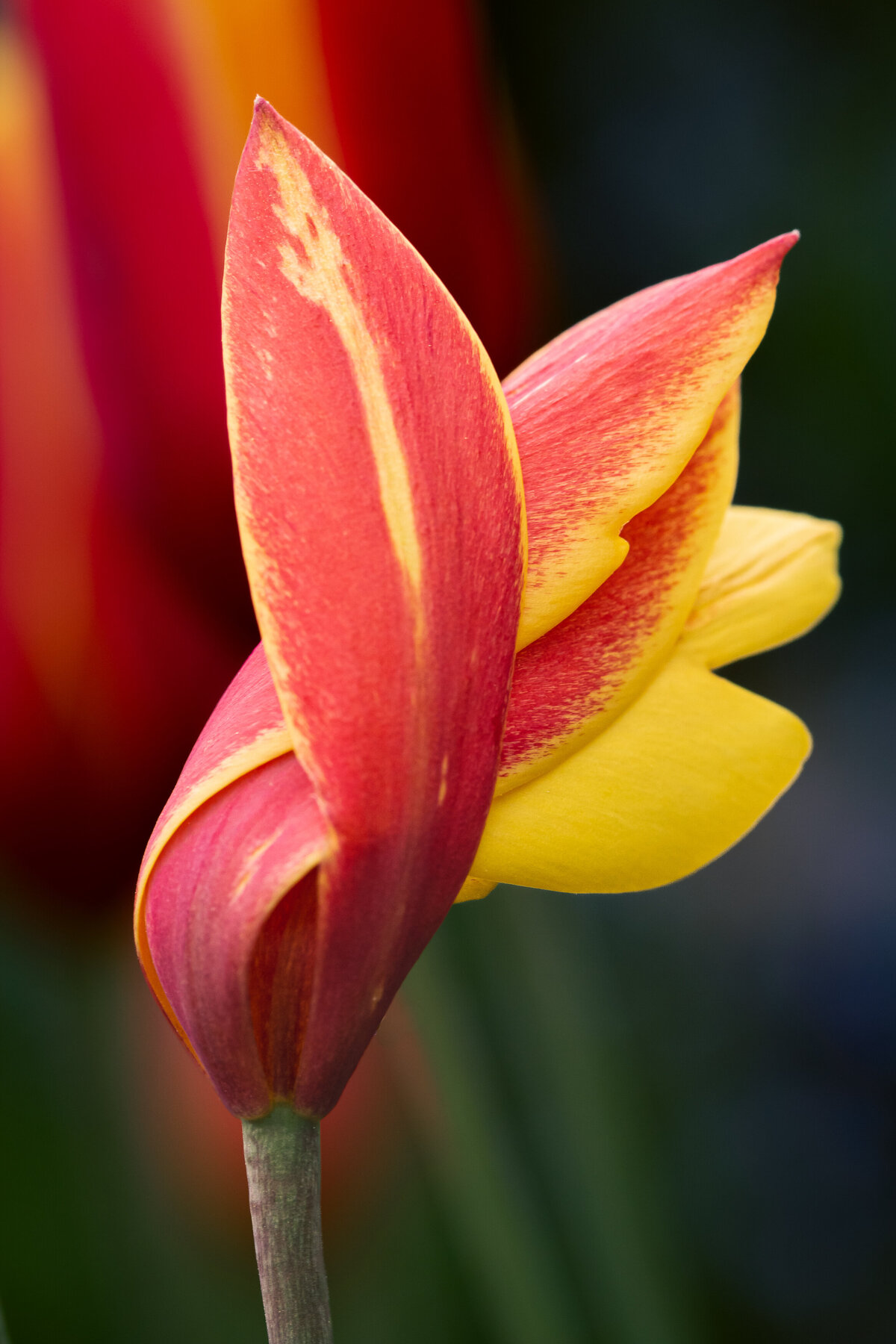 tulip_red_9413
