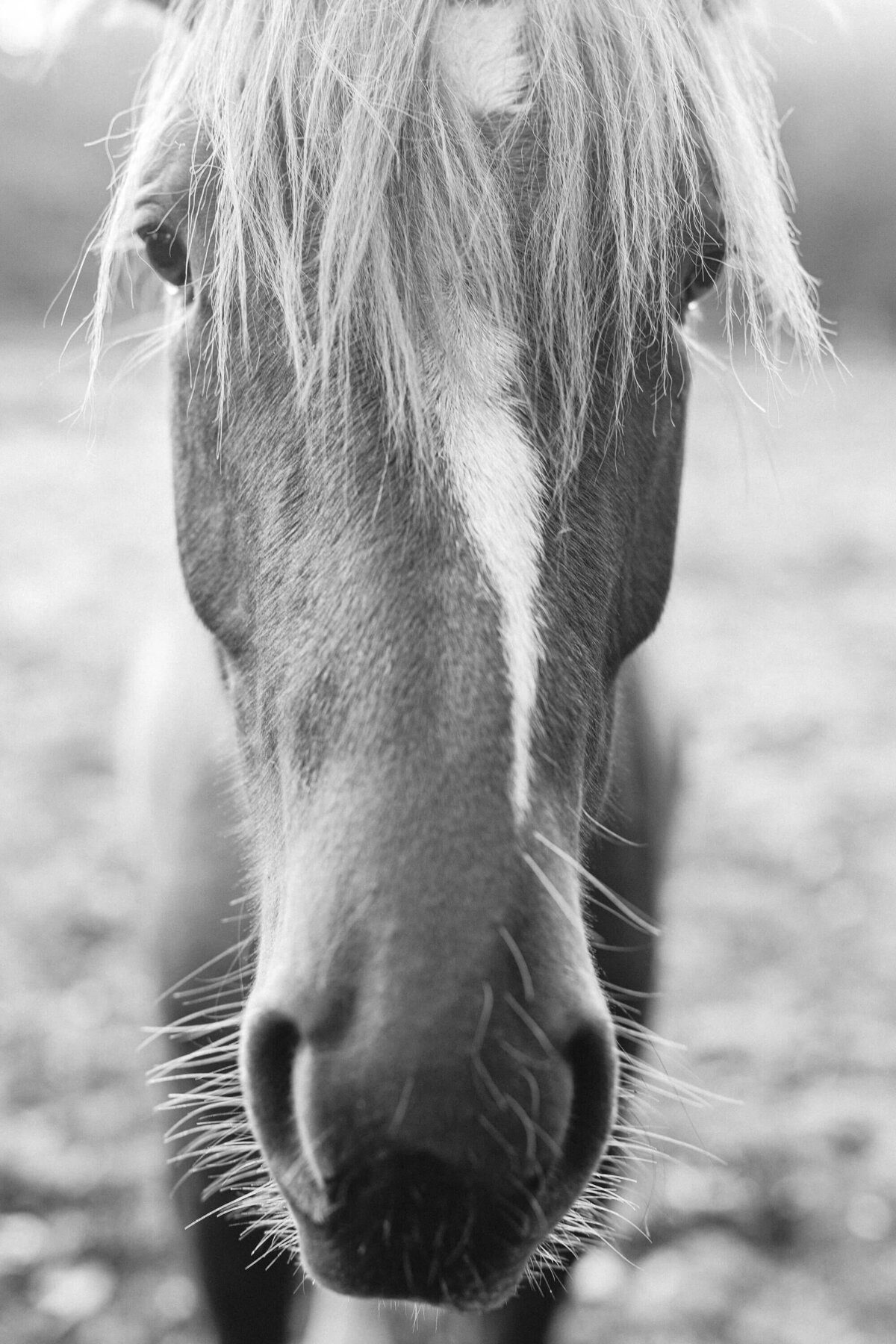 fine-art-horse-photography -thoroughbred-saratoga -ny-2