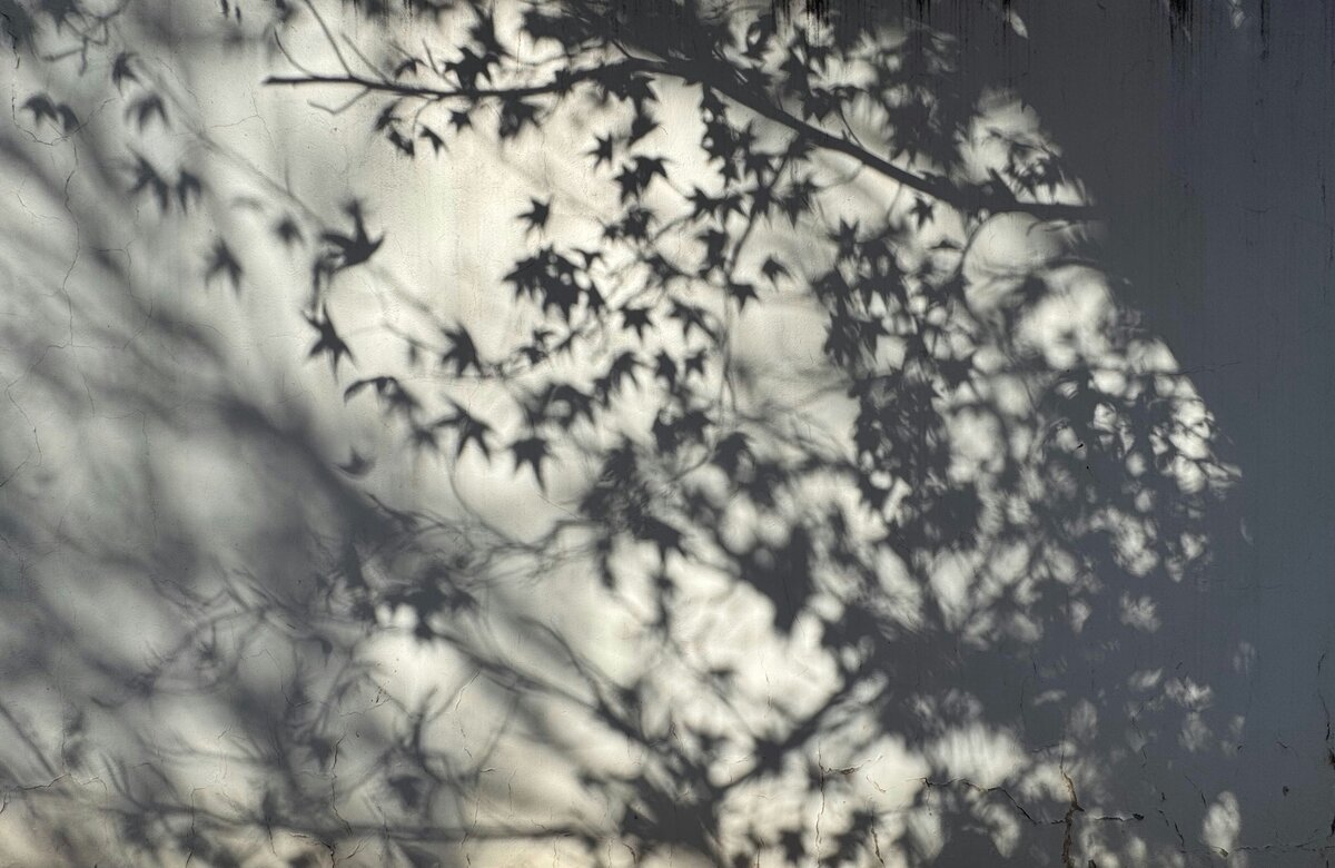 Nature leaves dark serene background