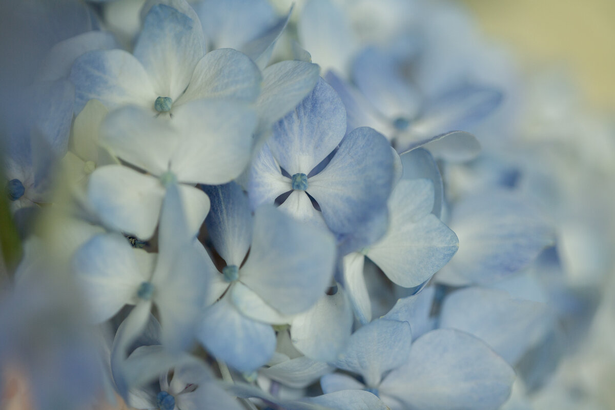 Fleurish Floral | 03.26.25-137