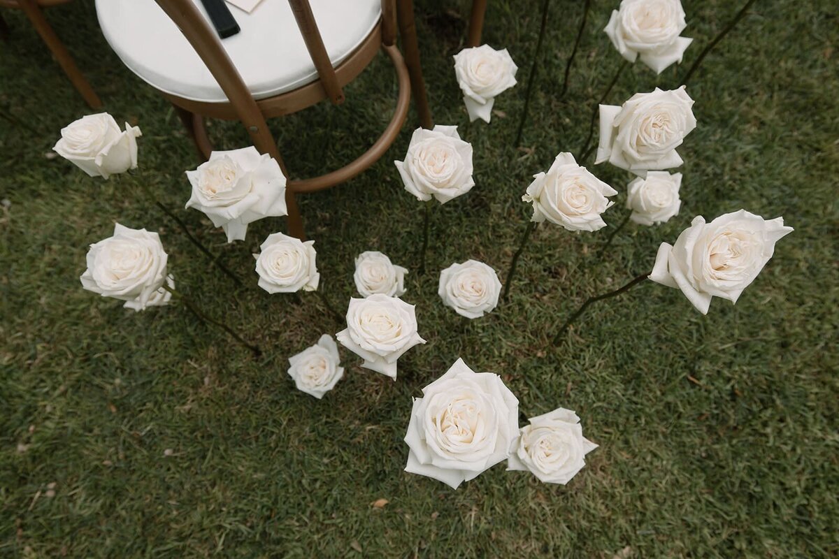 roses-blanches-plantees-dans-le-sol