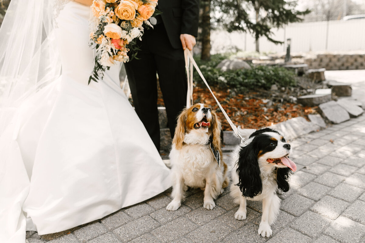 minneapolis wedding planner dogs in wedding