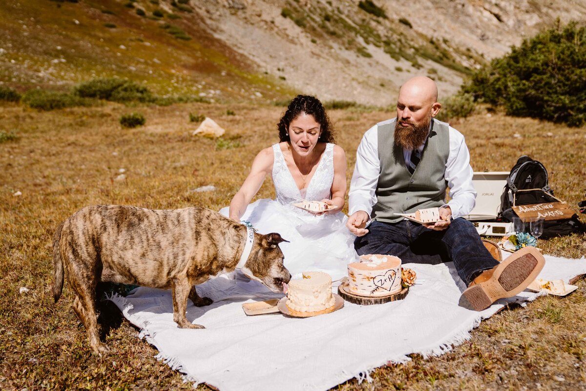 Loveland Pass Colorado elopement with couple having a picnic with their dogs and the dog is taking a bite out of the cake 