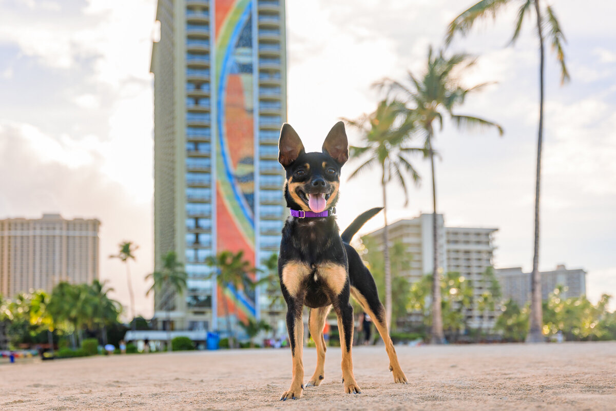 Hawaii Senior Dog Photography-43