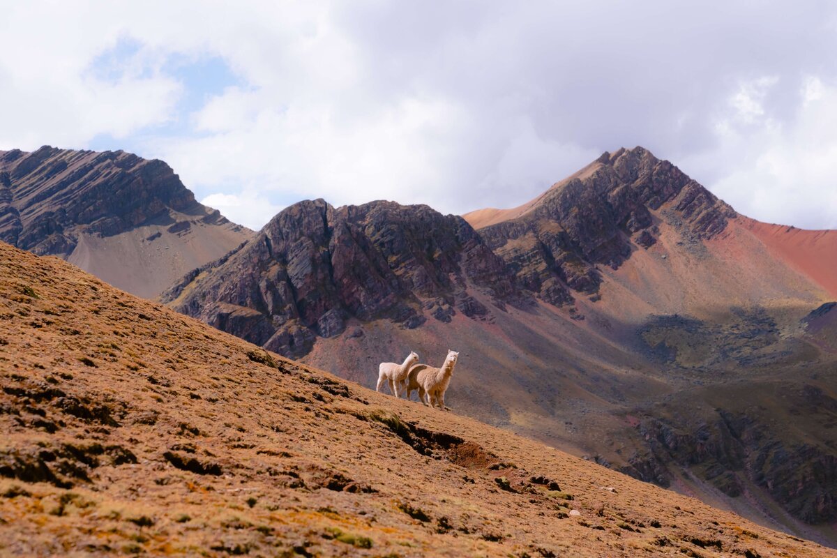 meredith-ewenson-salkantay-trek-peru-legit-trips-alpacas-rainbow-mountain