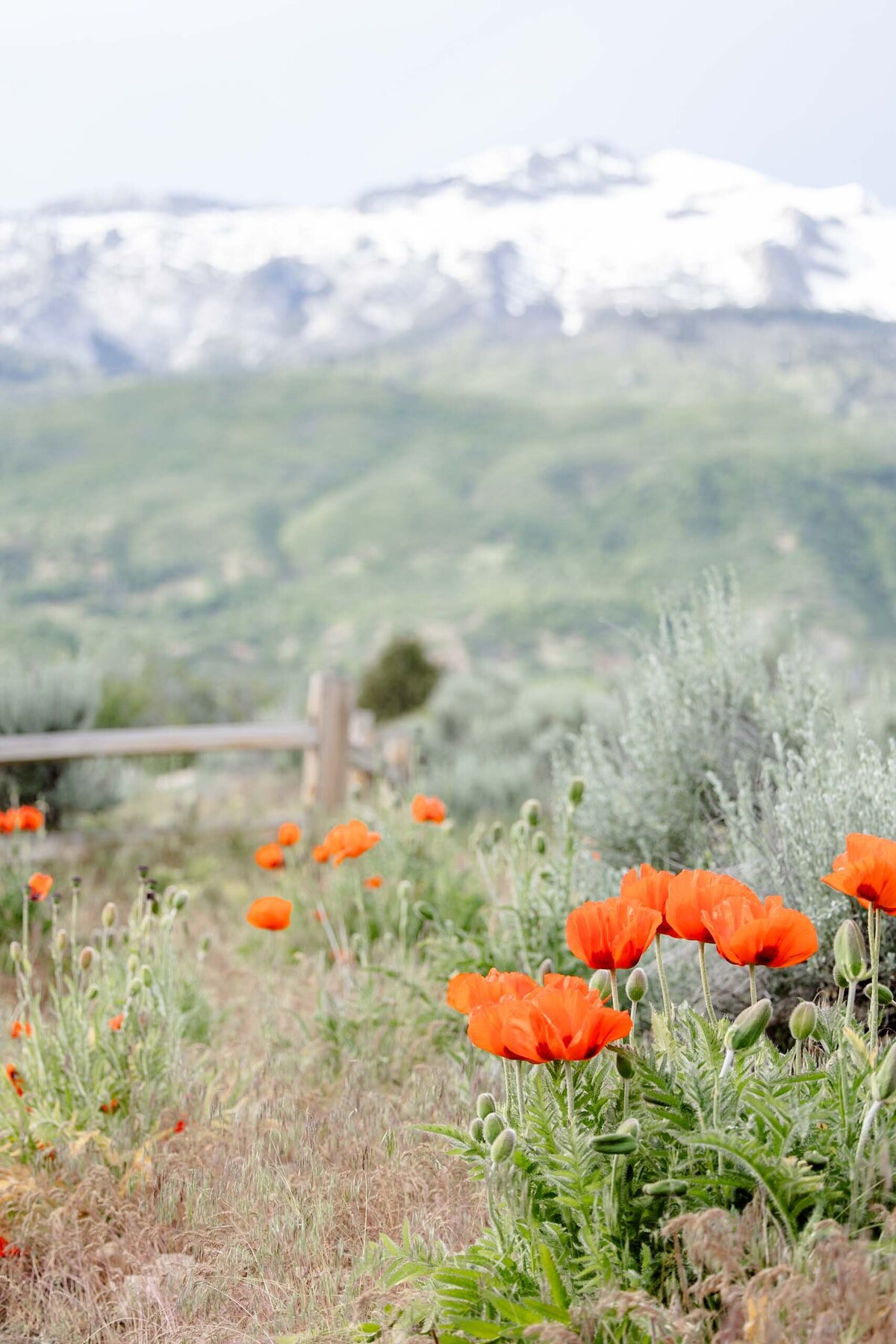 CO-Magnolia-and-Grace-Photography-Co-Family-Session-Utah-County-Eagle-Mountain-Spring-Mini-Poppy-Session-HollyC# (1)