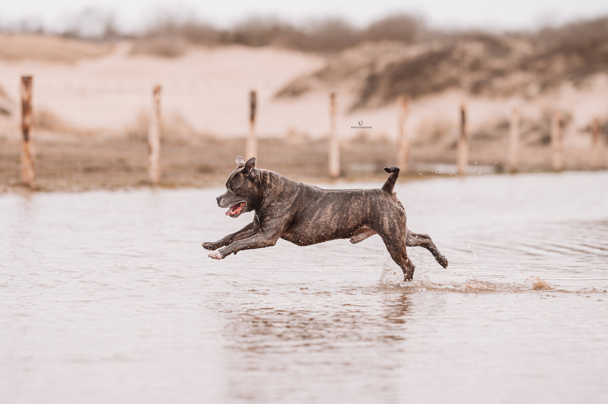 Hondenfotografie in het water