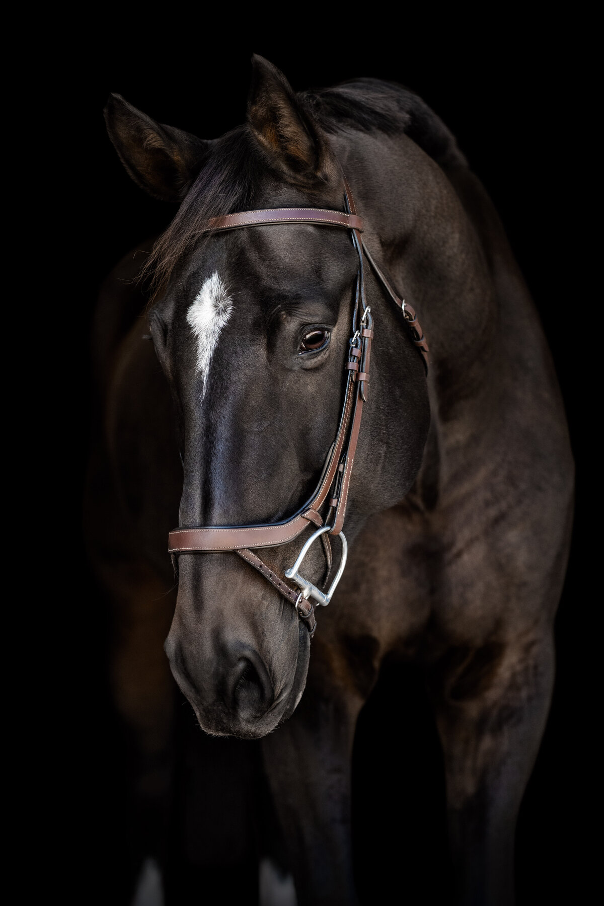 Hunter Jumper photographer in Birmingham Alabama  displays beautiful horse.