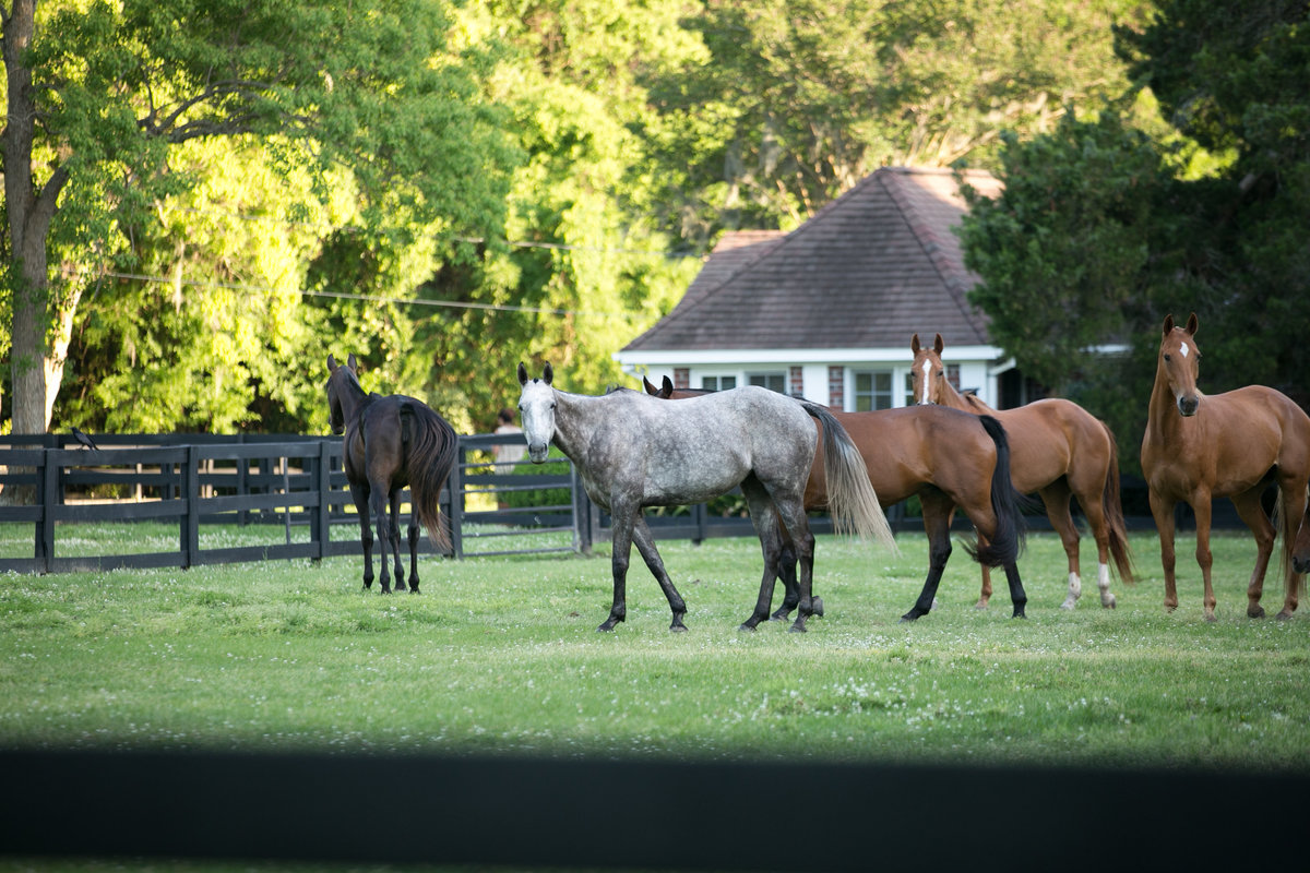 0299-Boone-Hall-LEO-Carmen-Ash