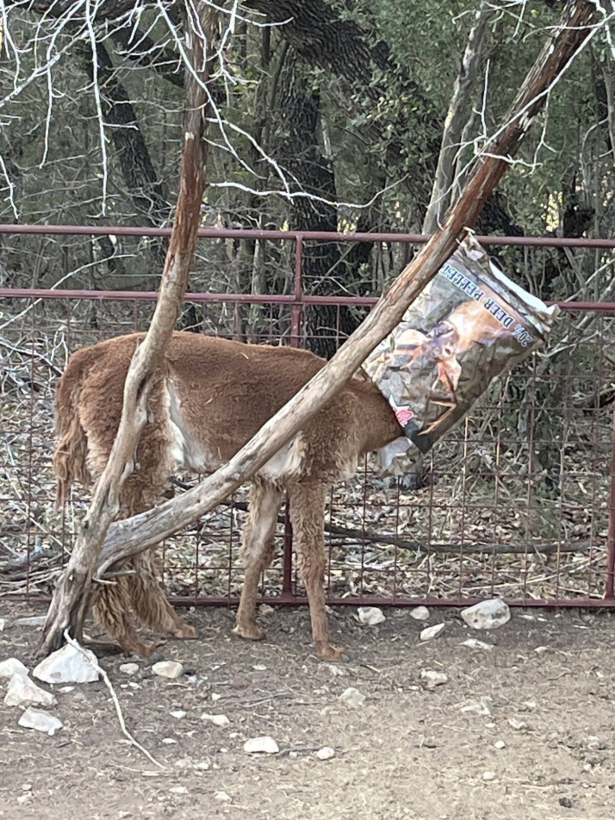 Alpaca with a a bag on the head