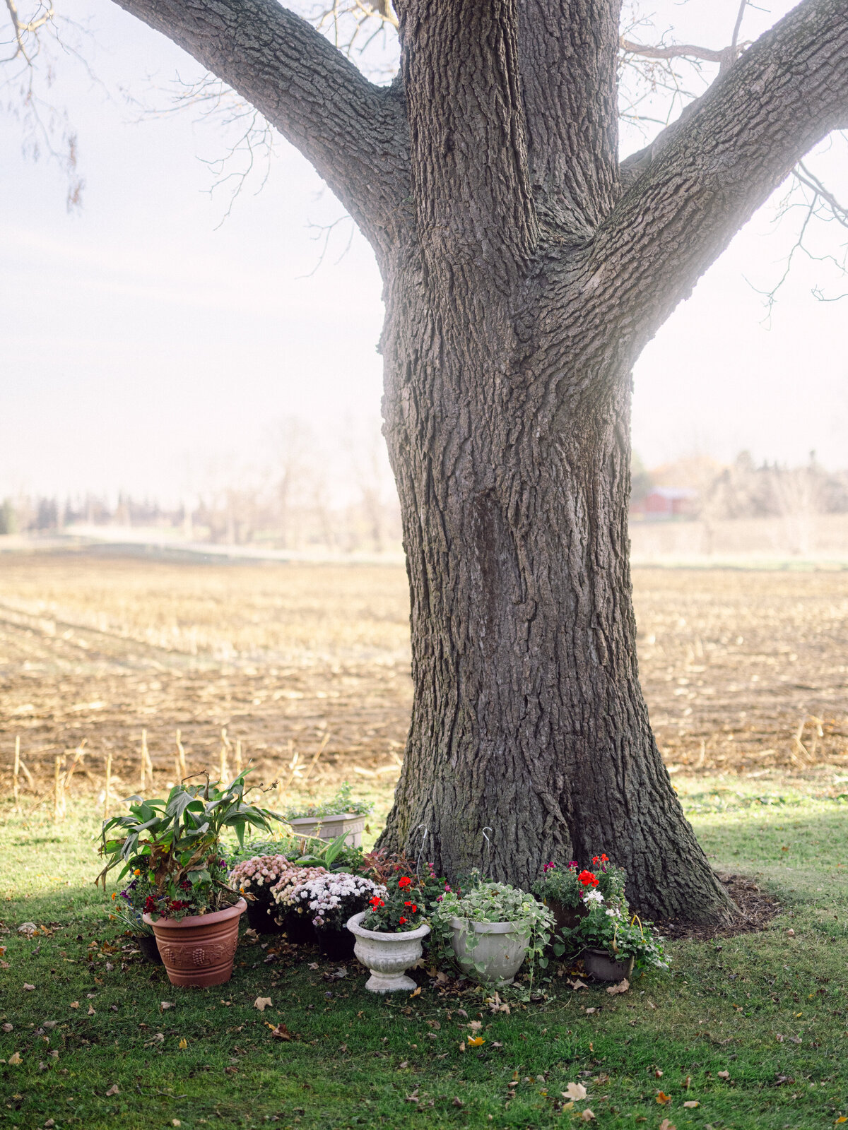 family_photography_at_the_farm_ingersoll1-2