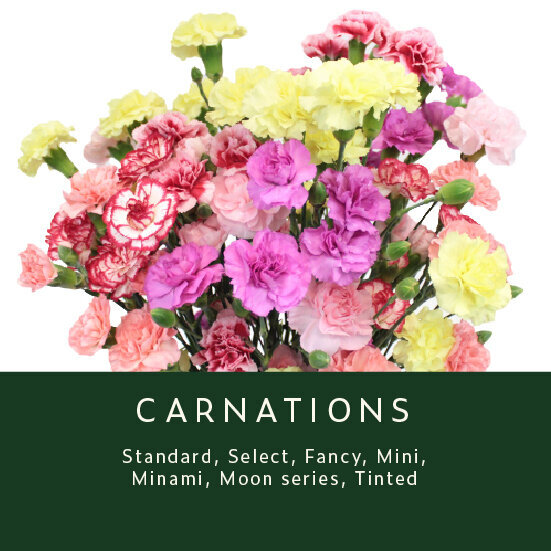 Carnations
