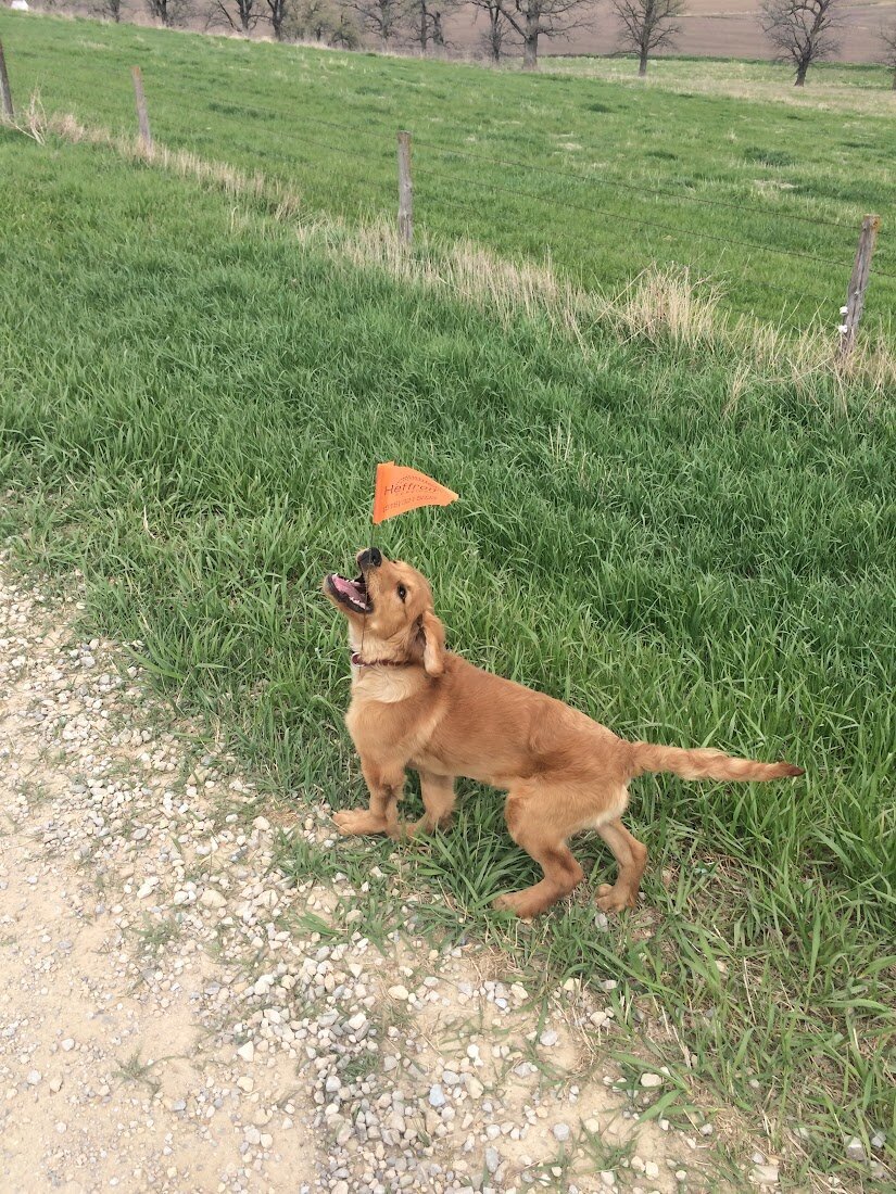 Appelgate-golden-retriever-puppies-Tess-6